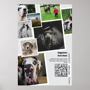 Affiche de promotion d'un élevage de Great Dane gé