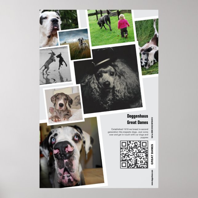 Affiche de promotion d'un élevage de Great Dane gé (Devant)