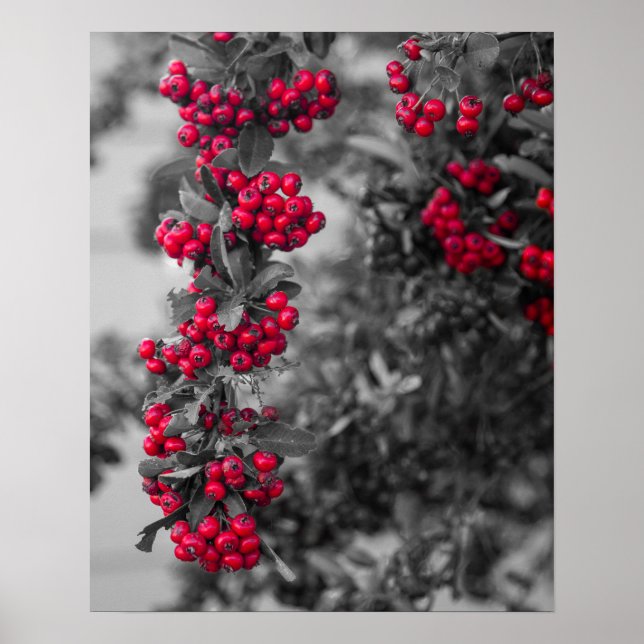 Affiche de pyracantha en baies murale (Devant)