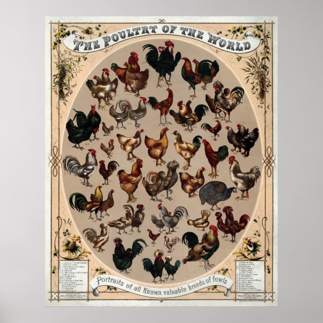 Affiche de races de poulets vintage (Devant)