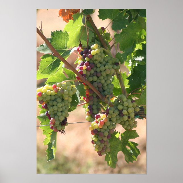 Affiche de raisins (Devant)
