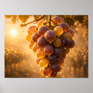 Affiche de raisins de vigne Golden Vineyard - Sole