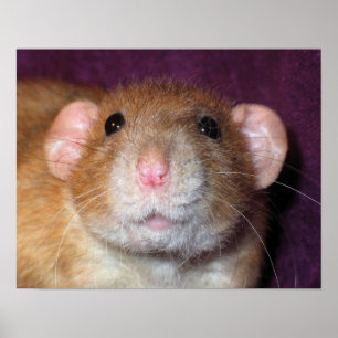 Affiche de rat Dumbo