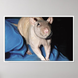 Affiche de Rat sans Poils