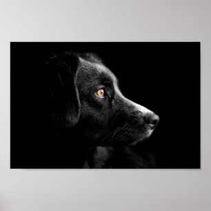 affiche de recherche du labrador noir