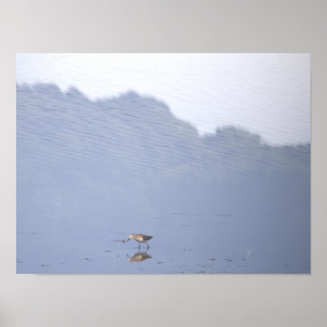 Affiche de réflexion d'oiseau (Devant)