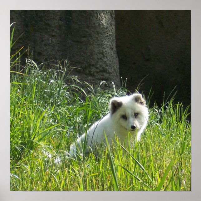 Affiche de renard arctique (Devant)
