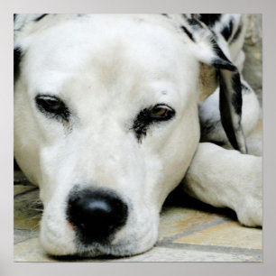 Affiche de repos dalmatienne
