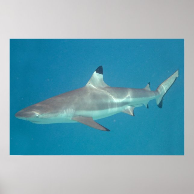 Affiche de requin nageant sous l'eau (Devant)