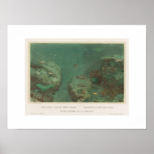 Affiche de rochers sous-marins avec coraux verts (