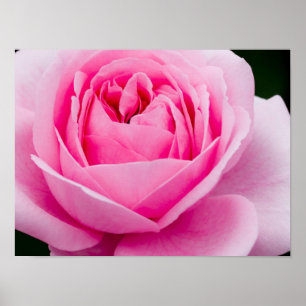 Affiche de rose de rose en pastel