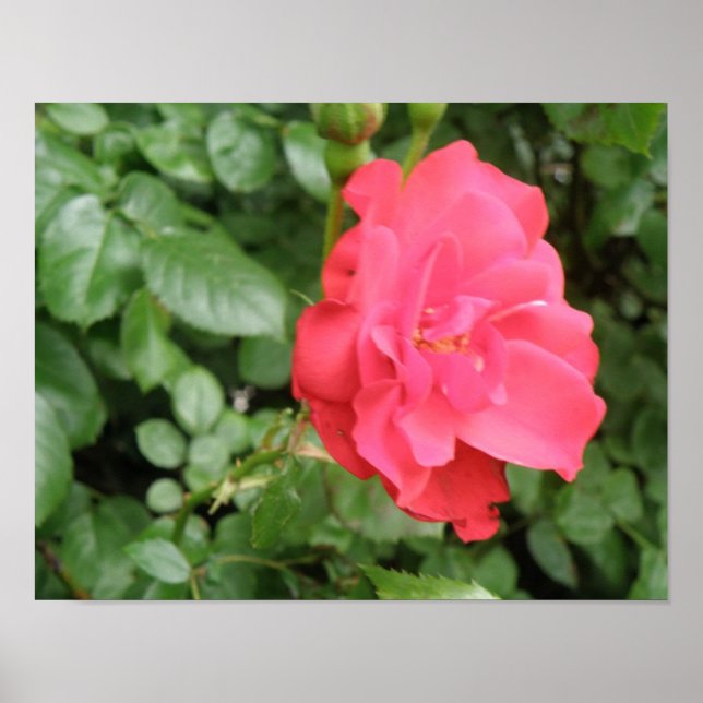 Affiche de rose sauvage (Devant)