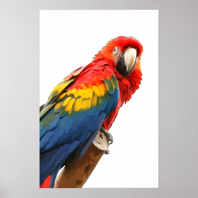 affiche de scarlet macaw (Devant)