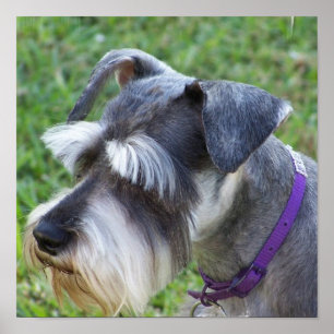 Affiche de Schnauzer
