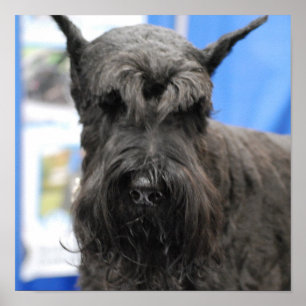 Affiche de Schnauzer géant