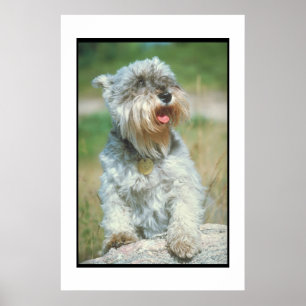 Affiche de Schnauzer miniature