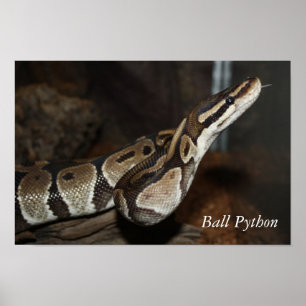 Affiche de serpent (python de boule)