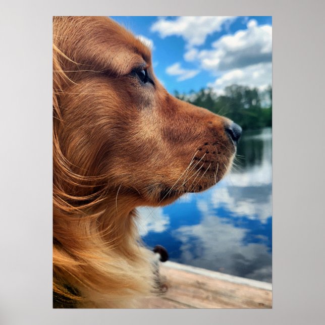 Affiche de silhouette de Golden Retriever (Devant)