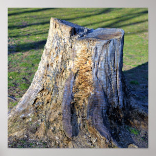 Affiche de souche d'arbre