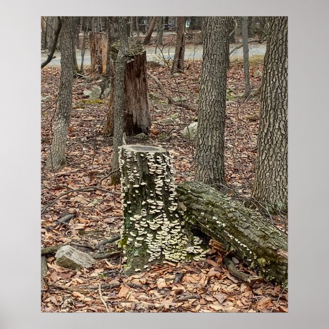 Affiche de souche d'arbre dans les bois (Devant)