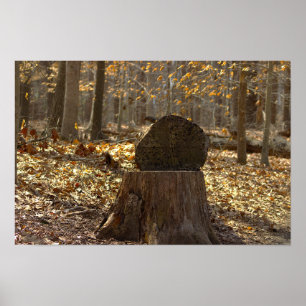 Affiche de souche d'arbre dans les bois