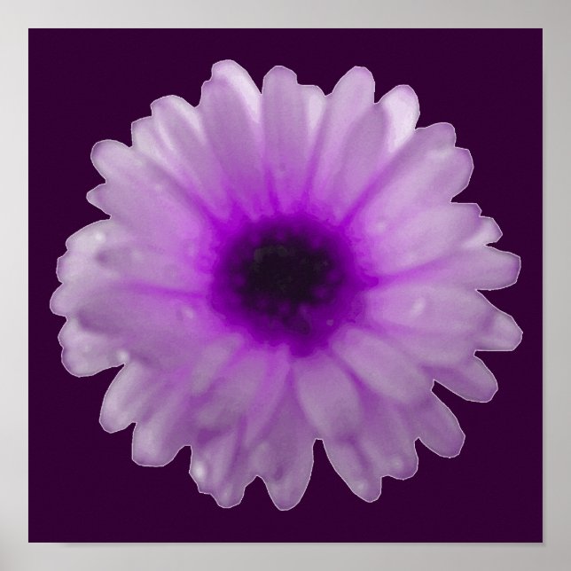 Affiche de Souci Blanc et Violet (Devant)