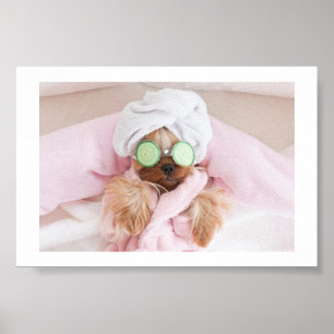 affiche de spa de chien / toilettage de chien