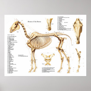 Affiche de squelette d'anatomie de cheval