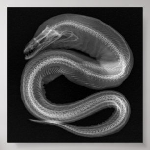 Affiche de squelette de serpent