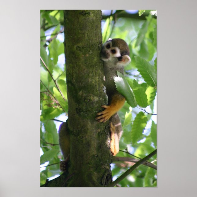 Affiche de Squirrelmonkey (Devant)
