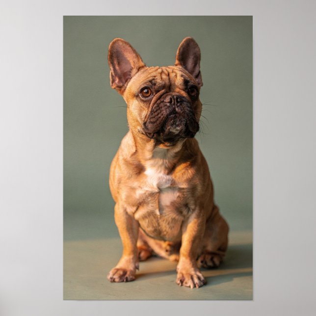 Affiche de studio de Faon Bouledogue Français Sage (Devant)