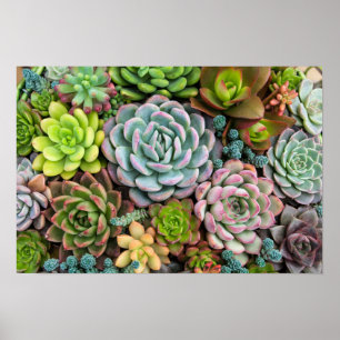 Affiche de Succulents de cactus