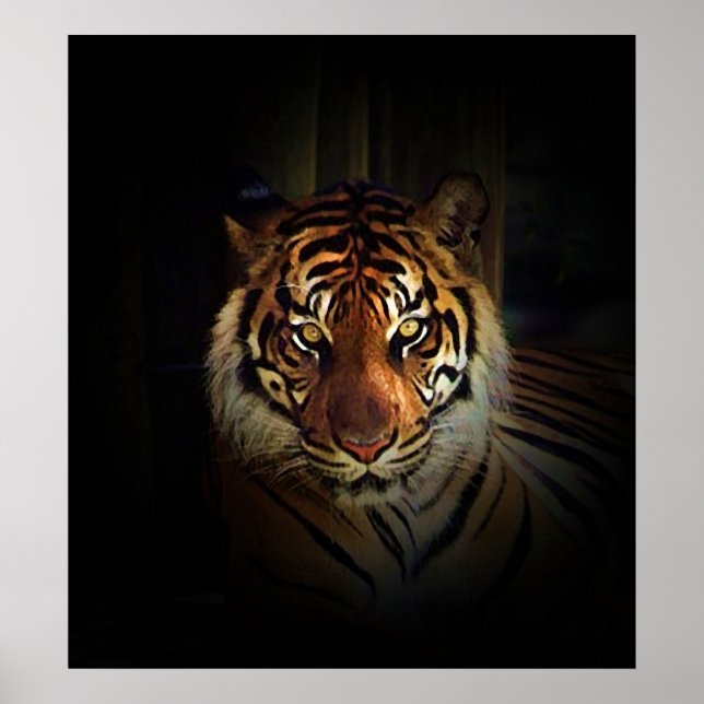 Affiche de Sumatran Tiger (Devant)