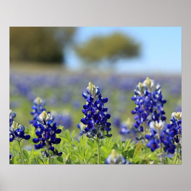 Affiche de Texas Bluebonnets (Devant)