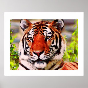 Affiche de tigre - Impressions de posters de tigre