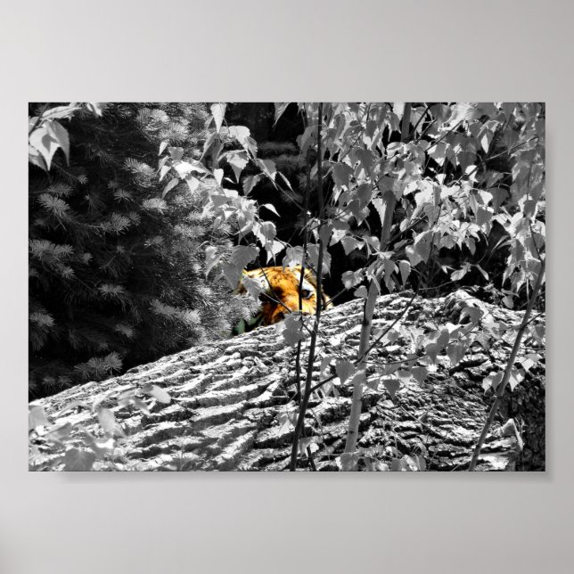 Affiche de tigre Peek-a-boo 18x13cm (Devant)