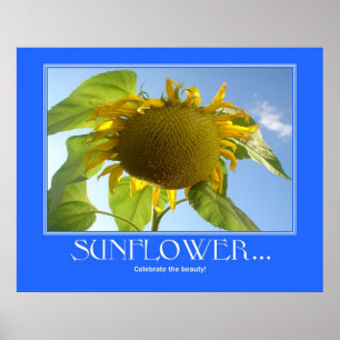 Affiche de tournesol