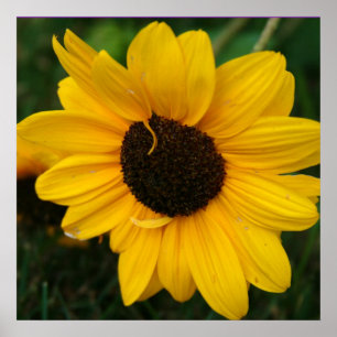 Affiche de tournesol