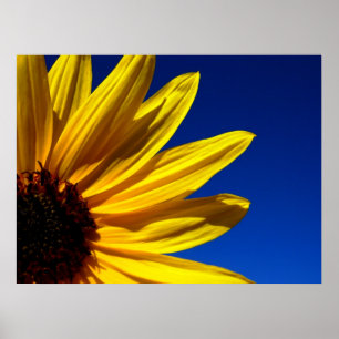 Affiche de tournesol