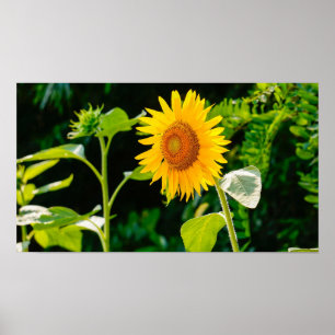 Affiche de tournesol