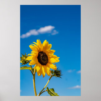 Affiche de tournesol vibrant en fleurs
