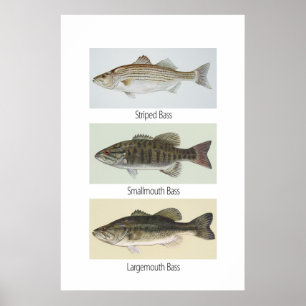 Affiche de trois basses