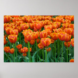 Affiche de tulipe