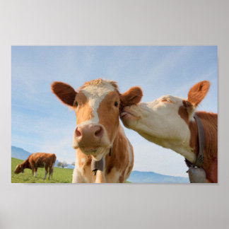 Affiche de vaches embrassantes