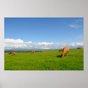 Affiche de vaches paissant dans un pré en Irlande