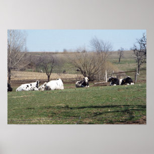 Affiche de vaches se reposant dans les champs