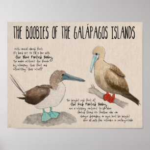 Affiche de voyage : Oiseaux des îles de Galapagos