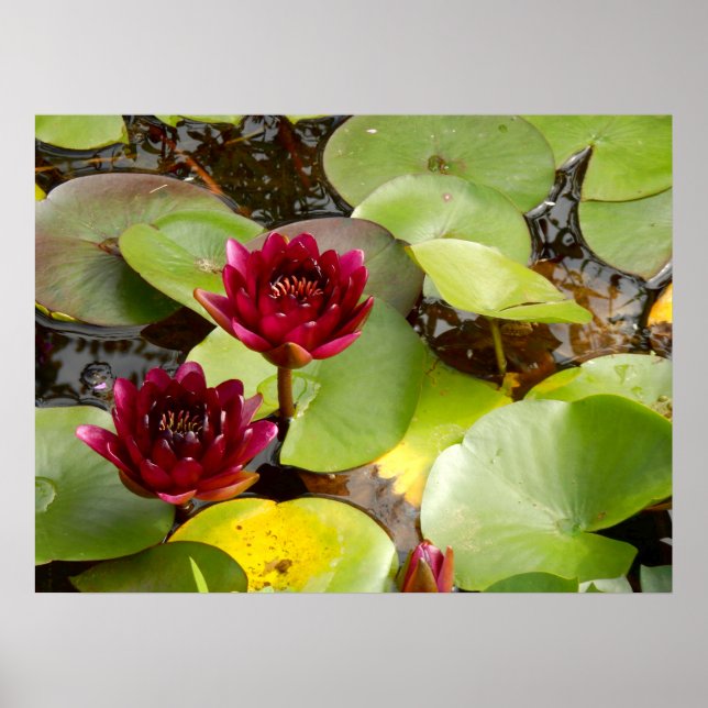 Affiche de Water Lily (Devant)