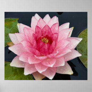 Affiche de Water Lily