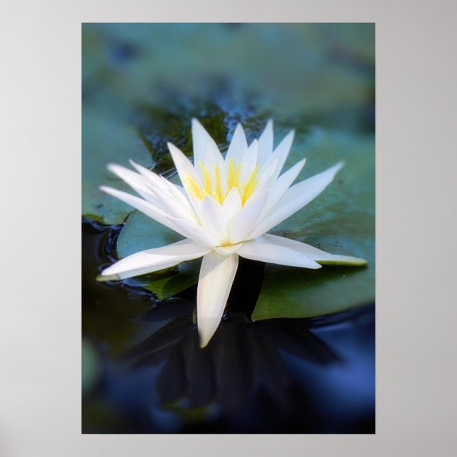 Affiche de Water Lily (Devant)